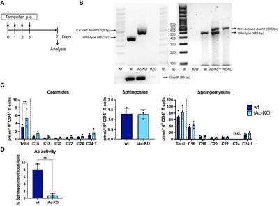 Acid ceramidase expression reduces IFNγ secretion by mouse CD4+ T cells and is crucial for maintaining B-cell numbers in mice